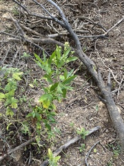 Nidorella ivifolia