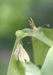 Andricus quercusutriculus