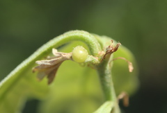 Andricus quercusutriculus