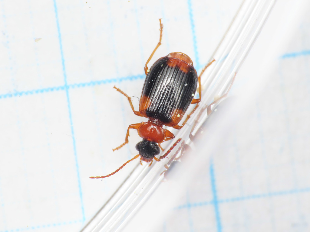 Lebia humeralis