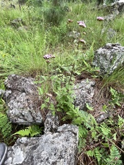 Fleischmannia prasiifolia