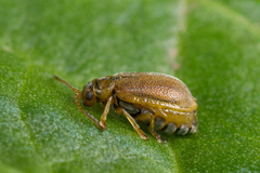 Galerucella tenella