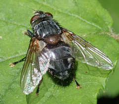 Blepharipa pratensis