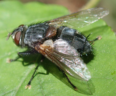 Blepharipa pratensis