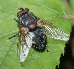 Blepharipa pratensis