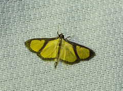Hyalea dividalis