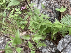 Fleischmannia prasiifolia