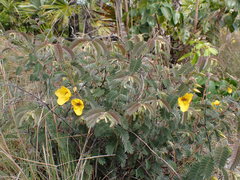 Chamaecrista lineata keyensis