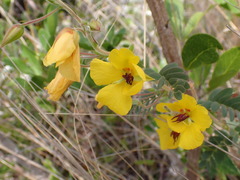 Chamaecrista lineata keyensis