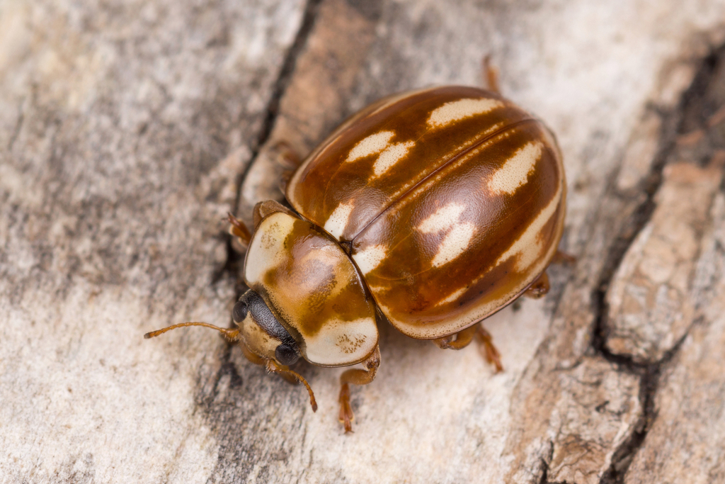 Striped Ladybird, photo 1 of 10