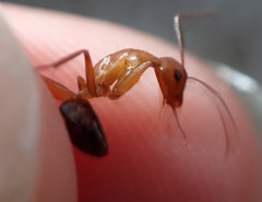 Camponotus inaequalis