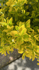 Euonymus japonicus
