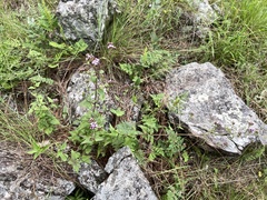 Fleischmannia prasiifolia