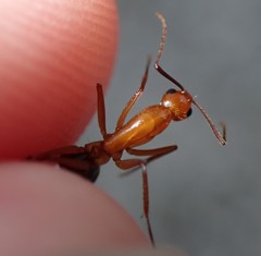 Camponotus inaequalis