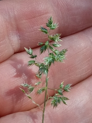 Poa bulbosa image