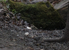 Fringilla coelebs