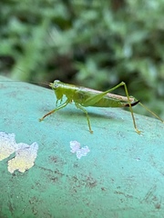 Cephalophlugis cephalotes