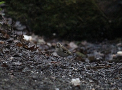 Fringilla coelebs