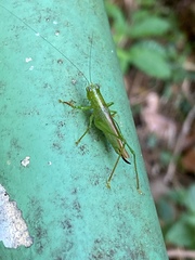 Cephalophlugis cephalotes