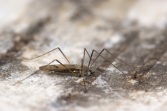 Ormosia lineata