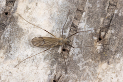 Ormosia lineata