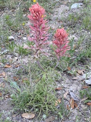Castilleja purpurea