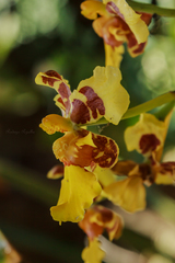 Vitekorchis excavata