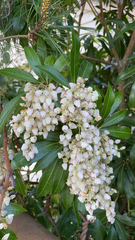 Pieris japonica