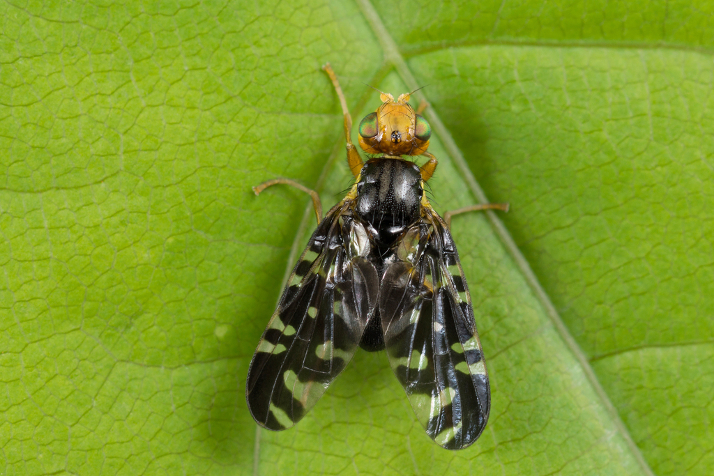 Banded Bellflower Fly