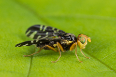 Platyparea discoidea