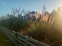 Cortaderia selloana