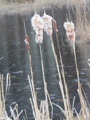 Typha latifolia