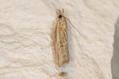 Fissicrambus quadrinotellus