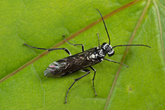 Pachyprotasis rapae