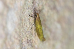 Ypsolopha ochrella