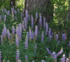 Lupinus latifolius
