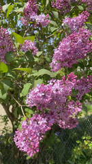 Syringa vulgaris