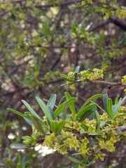 Rhamnus lycioides