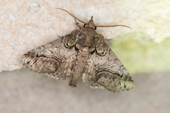 Paectes pygmaea