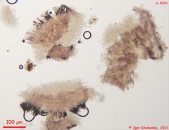 Proliferodiscus pulveraceus