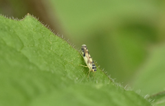 Eupteryx urticae