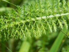 Achillea millefolium