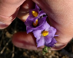 Solanum xanti obispoense