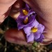 Solanum xanti obispoense - Photo (c) gilbertj, μερικά δικαιώματα διατηρούνται (CC BY-NC)