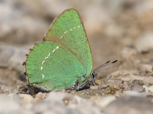 Green Hairstreak