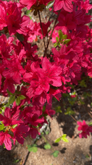 Rhododendron indicum