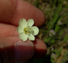 Hesperomecon linearis