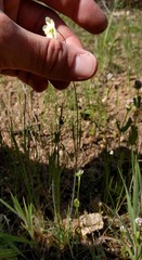 Hesperomecon linearis
