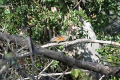 Neotamias ochrogenys