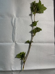Platanaceae
